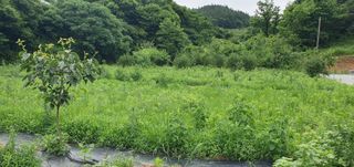 김영진님의 감 · 병해충상담 작성글 사진