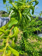 팜모닝 자두·병해충상담 게시글 이미지