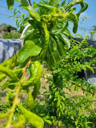 이홍균님의 자두 · 병해충상담 작성글 사진