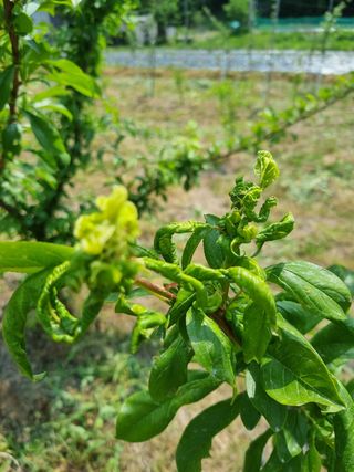 이홍균님의 자두 · 병해충상담 작성글 사진