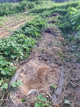 팜모닝 고구마·자유게시판 게시글 이미지