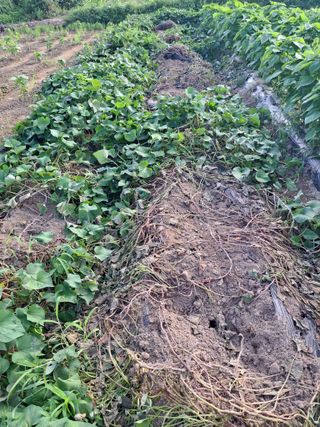 진교님의 고구마 · 자유게시판 작성글 사진