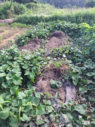 진교님의 고구마 · 자유게시판 작성글 사진