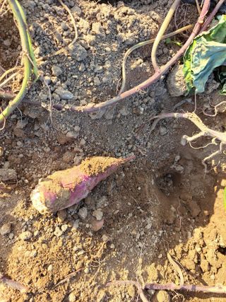 진교님의 고구마 · 자유게시판 작성글 사진