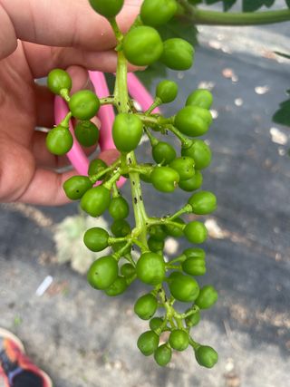 kgrace님의 포도 · 병해충상담 작성글 사진