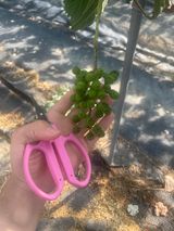 팜모닝 포도·병해충상담 게시글 이미지