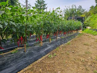 연모 자연의행복님의 고추 · 일상 작성글 사진