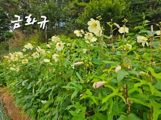 연모 자연의행복님의 고추 · 일상 작성글 사진