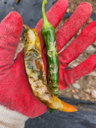 빛나는햇살님의 고추 · 병해충상담 작성글 사진