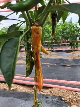 빛나는햇살님의 고추 · 병해충상담 작성글 사진