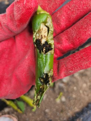 빛나는햇살님의 고추 · 병해충상담 작성글 사진