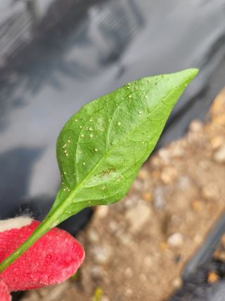 빛나는햇살님의 고추 · 병해충상담 작성글 사진