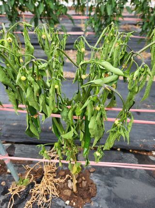 빛나는햇살님의 고추 · 병해충상담 작성글 사진