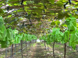 일심묘목농원님의 기타작물 · 자유게시판 작성글 사진