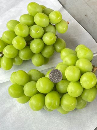 일심묘목농원님의 기타작물 · 자유게시판 작성글 사진