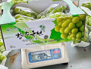 일심묘목농원님의 기타작물 · 자유게시판 작성글 사진