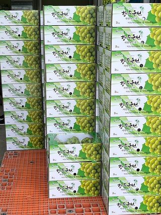 일심묘목농원님의 기타작물 · 자유게시판 작성글 사진