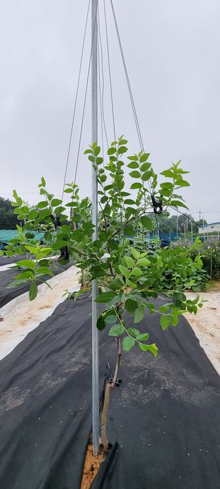 초월농원님의 기타작물 · 영농일지 작성글 사진