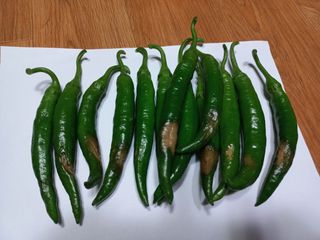 우장창님의 고추 · 병해충상담 작성글 사진