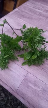 팜모닝 자유주제·자유게시판 게시글 이미지