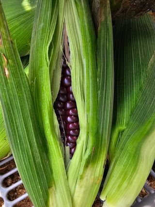 다겸님의 감자 · 영농일지 작성글 사진