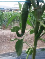 팜모닝 고추·병해충상담 게시글 이미지