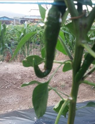 쪼짜님의 고추 · 병해충상담 작성글 사진