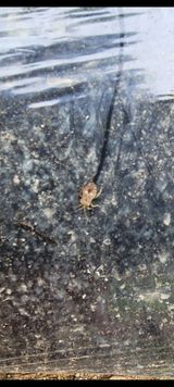 팜모닝 고구마·병해충상담 게시글 이미지