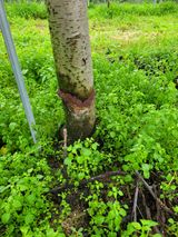 팜모닝 사과·병해충상담 게시글 이미지