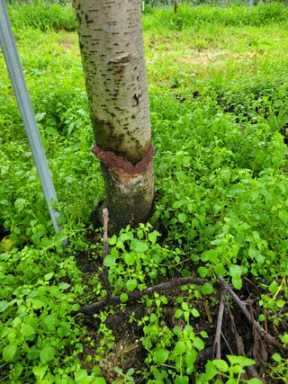 고구마7996님의 사과 · 병해충상담 작성글 사진