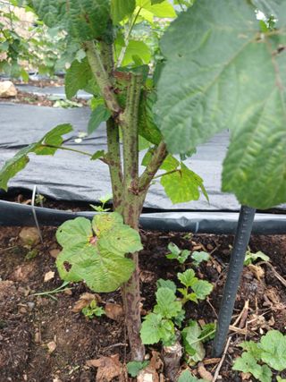 호수가님의 딸기 · 병해충상담 작성글 사진