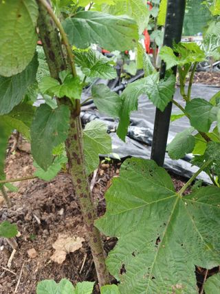 호수가님의 딸기 · 병해충상담 작성글 사진