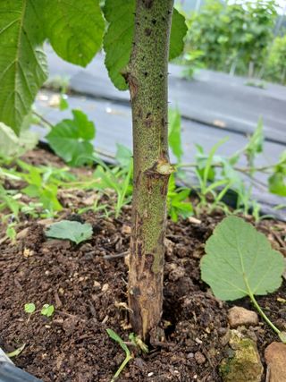 호수가님의 딸기 · 병해충상담 작성글 사진