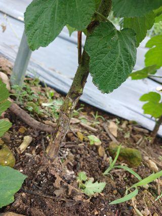 호수가님의 딸기 · 병해충상담 작성글 사진