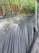 팜모닝 고추·일상 게시글 이미지