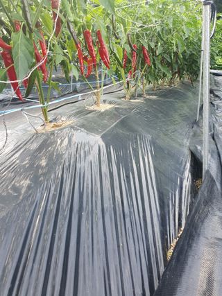 산곡동농장님의 고추 · 일상 작성글 사진