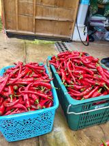 팜모닝 고추·수확 게시글 이미지