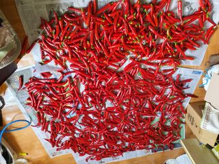 김동석 요아킴님의 고추 · 수확 작성글 사진