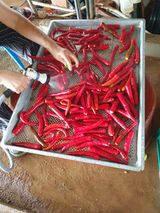 팜모닝 고추·수확 게시글 이미지