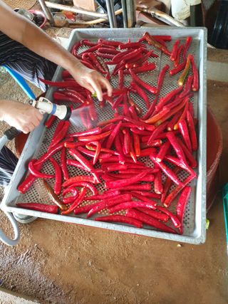 기산인님의 고추 · 수확 작성글 사진