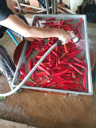 기산인님의 고추 · 수확 작성글 사진