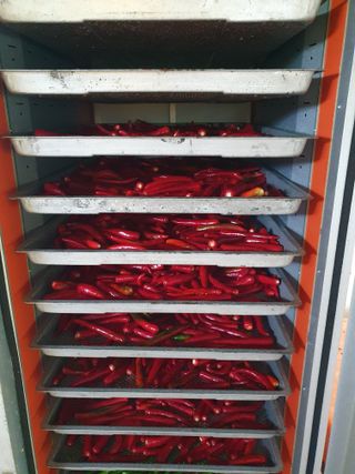 기산인님의 고추 · 수확 작성글 사진