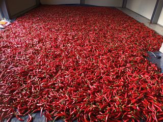 신현주님의 고추 · 수확 작성글 사진