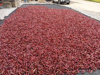 신현주님의 고추 · 수확 작성글 사진