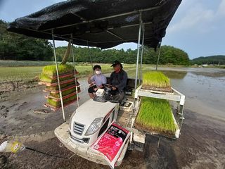 김종배님의 벼 · 병해충상담 작성글 사진