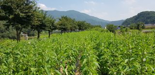 홍&이님의 자유주제 · 자유게시판 작성글 사진