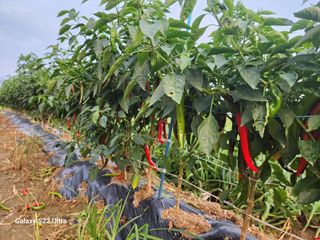 박해용(세건농장)님의 고추 · 수확 작성글 사진