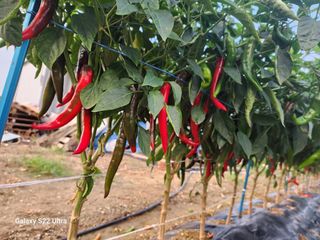 박해용(세건농장)님의 고추 · 수확 작성글 사진