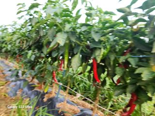 박해용(세건농장)님의 고추 · 수확 작성글 사진