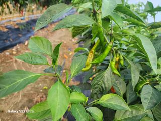 박해용(세건농장)님의 고추 · 수확 작성글 사진